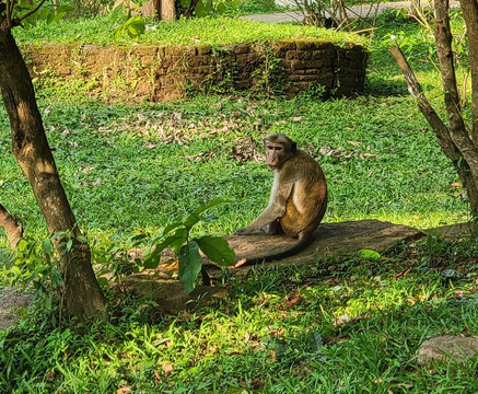 Lanka Tour Driver-Hingurakgoda必去景点