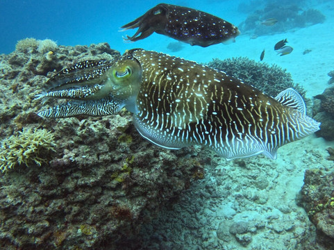 Dugong Dive Center-San Jose必去景点
