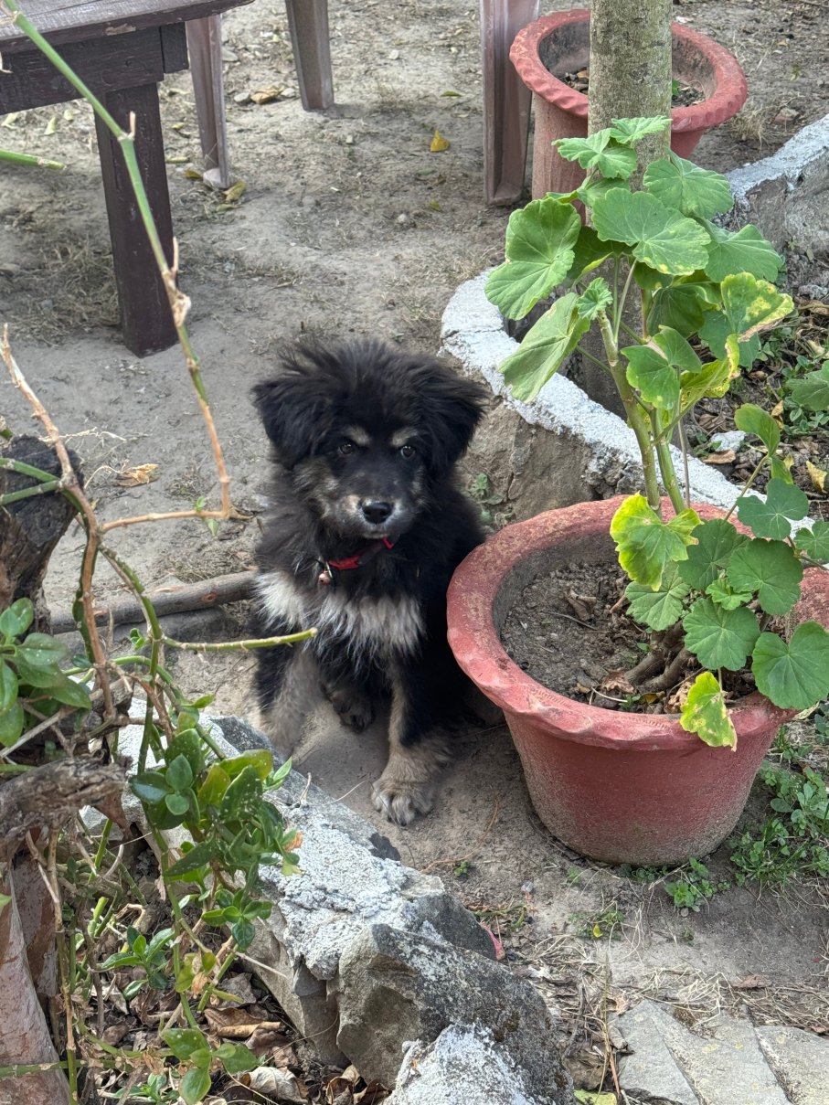 Renz Himalayan Retreat-官方