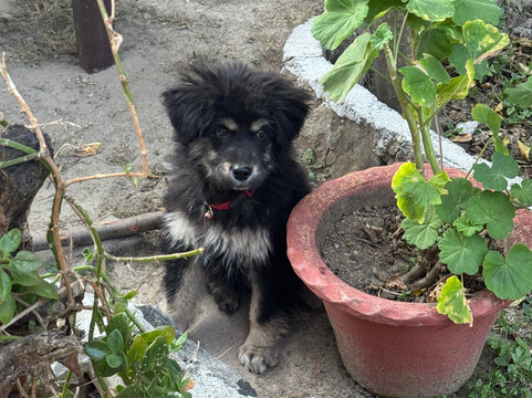 Renz Himalayan Retreat主图