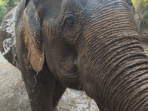 Elephant Sanctuary Care Park-清迈必去景点