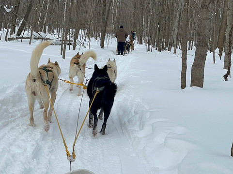 Windrift Kennel-奥里利亚必去景点
