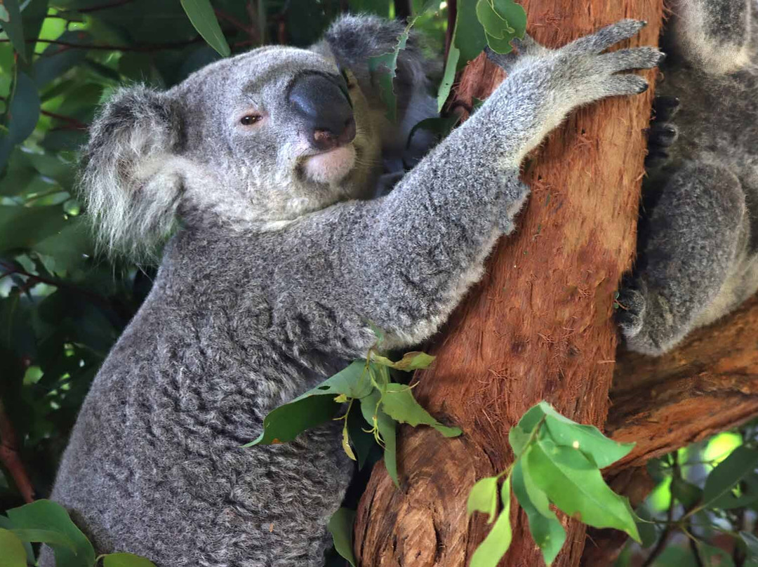 Billabong Zoo Koala & Wildlife Park-麦克夸利港必去景点