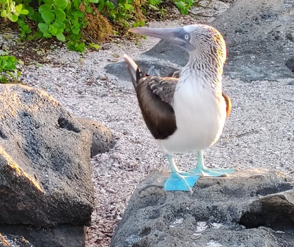 Fragata Yacht-Baltra必去景点