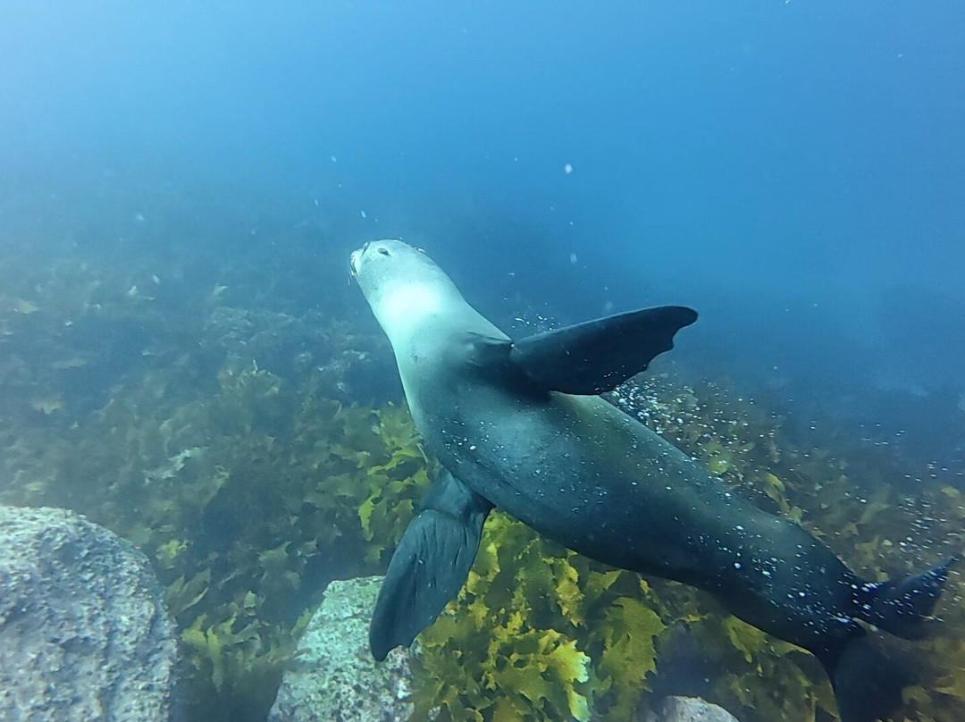 深海水肺潜水之旅-Ramsgate必去景点
