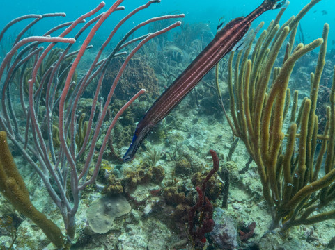 Sunchaser Scuba Ltd.-Spanish Town必去景点