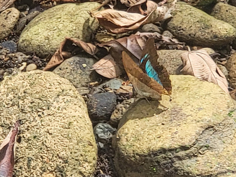 Ave Azul de la Osa-Carate必去景点