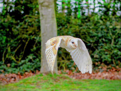 Mercer Falconry Raptor Park-Farnsfield必去景点