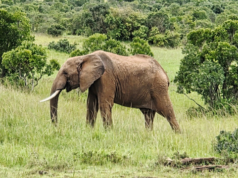 Morningstar Tours and Travel-Syokimau必去景点