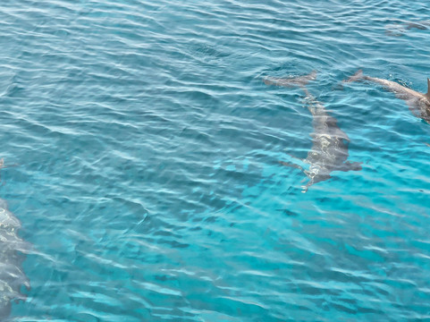 Koamas Dive & Water Sports Centre-Madivaru必去景点