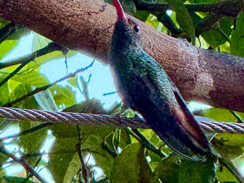 博卡奇卡湾生态小屋酒店主图