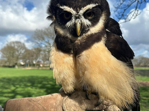 Wild Wings Birds of Prey Centre-沃灵顿必去景点