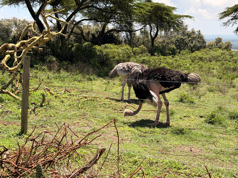 Wave remover Boat Tours Naivasha-Karagita必去景点