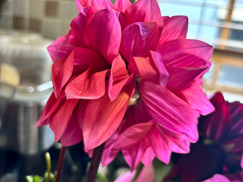 Adene's Farm Flowers-Wolseley必去景点