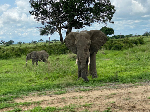 Asante Bibi Safaris And Tours-莫西必去景点