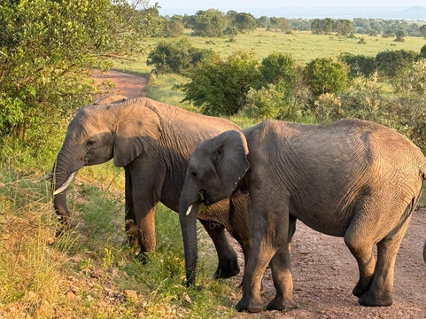 Masai Mara National Reserve-纳罗克必去景点