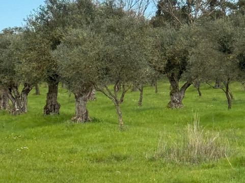 Tapada de Coelheiros-Igrejinha必去景点