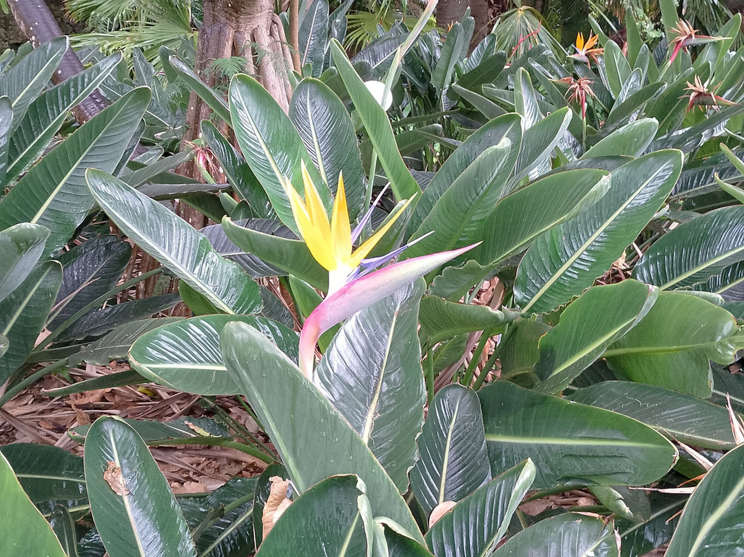 Botanischer Garten-德拉克鲁兹索尔港必去景点