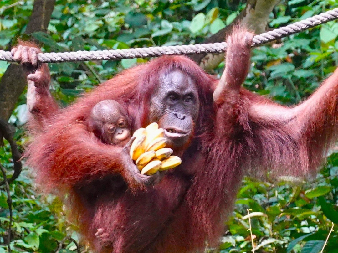 Borneo Eco Tours-亚庇必去景点