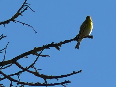 Birding In Italy-Capolona必去景点
