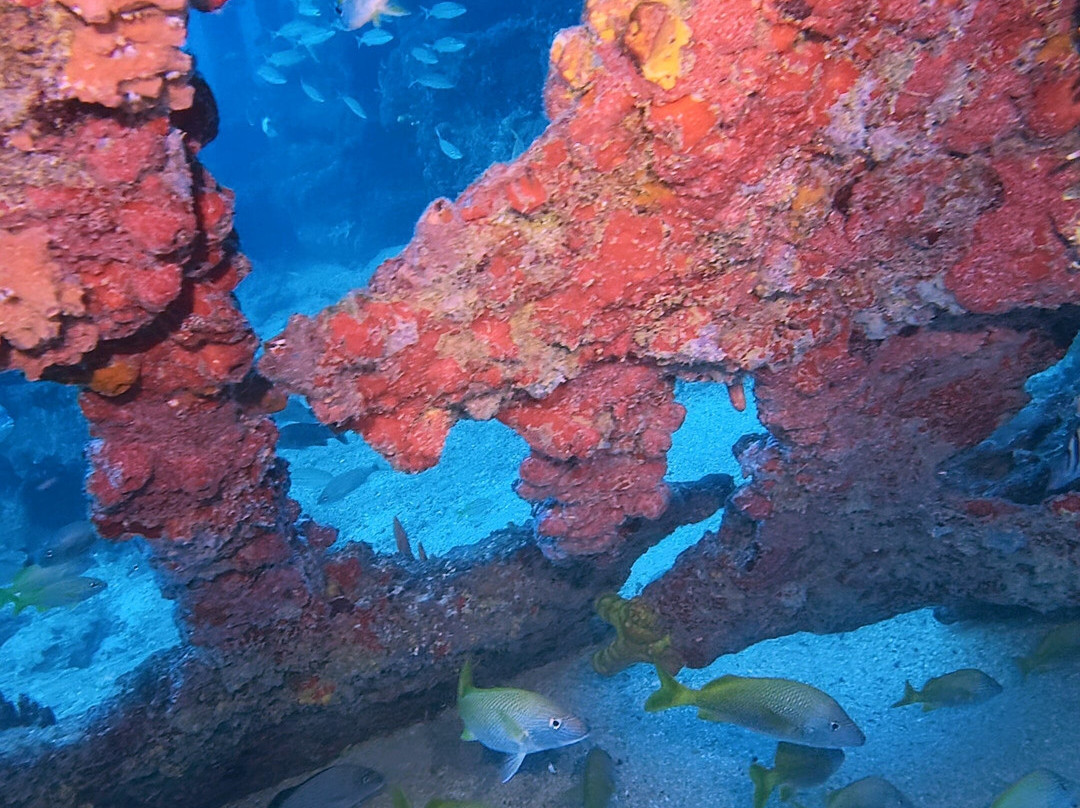 Aicádiving - Centro De Mergulho - Recife-累西腓必去景点