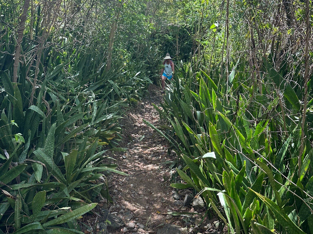 Brown Bay Trail-圣约翰必去景点