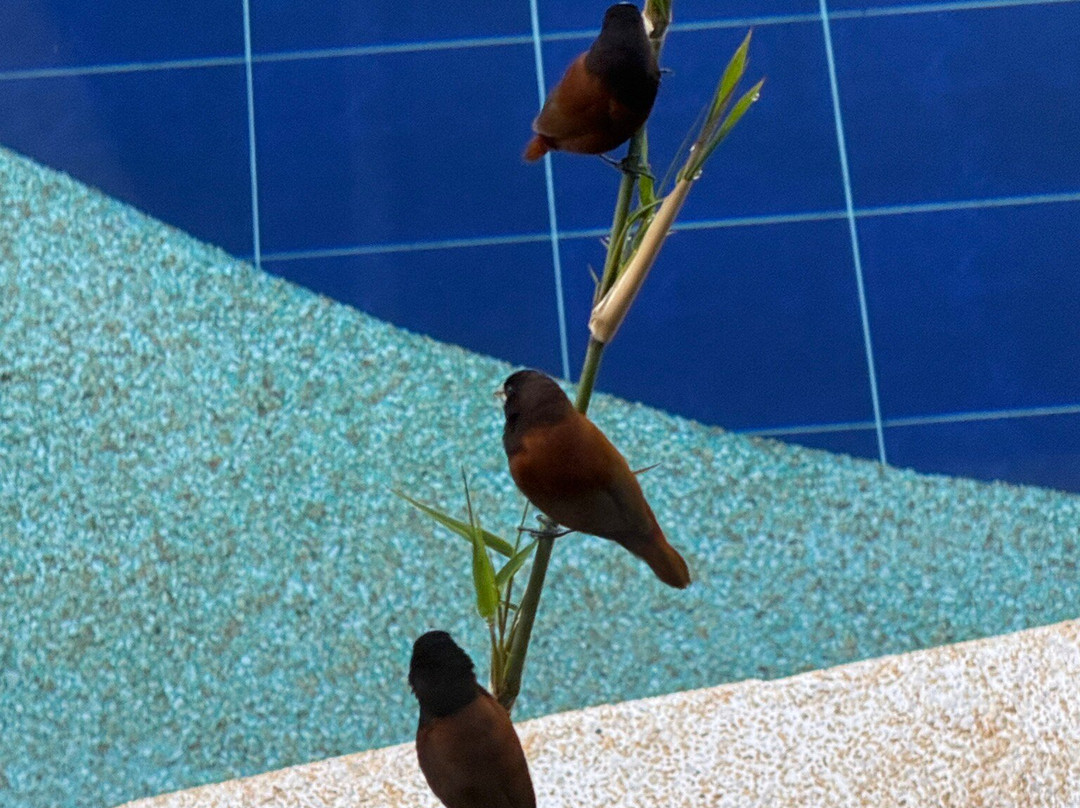 The Mayana Resort主图