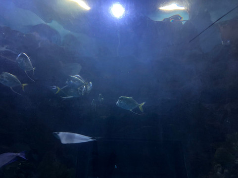 奥杜邦昆虫博物馆-新奥尔良必去景点