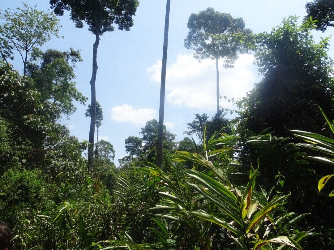 Bobby's Jungle Tours-北冲县必去景点