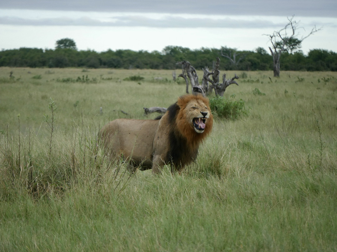 Anywhere in Africa Safaris-开普敦中心区必去景点