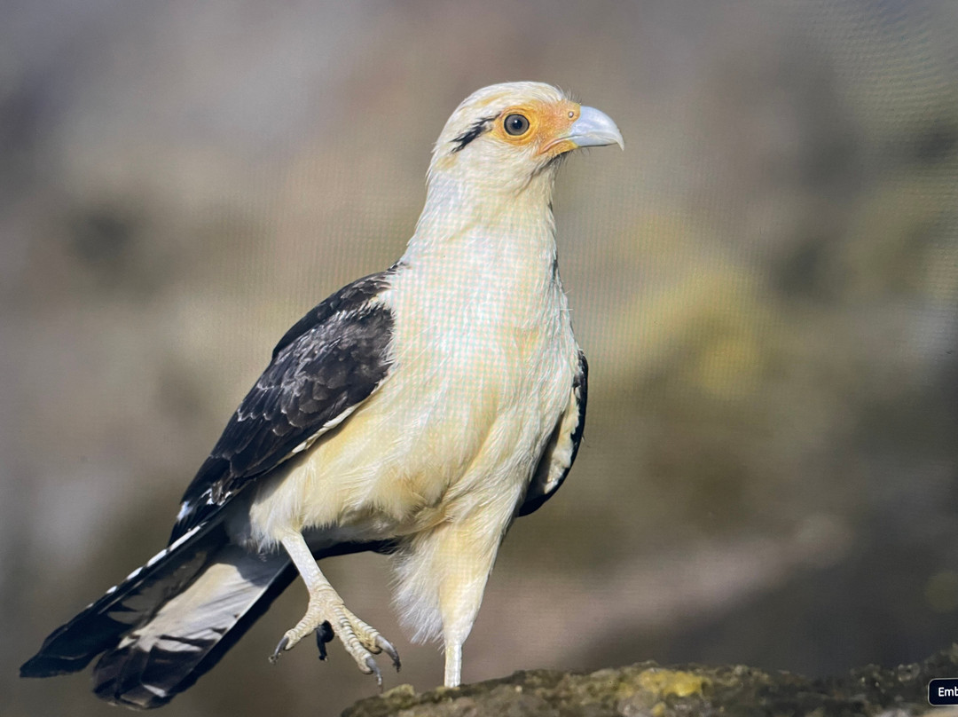 Ave Nativa Birding Tours Costa Rica-爱雷迪雅必去景点