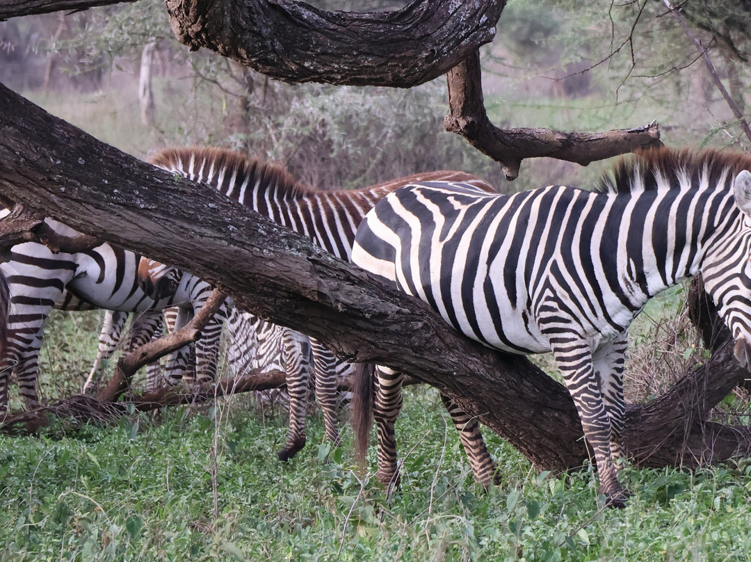 Evergreen Escape Expeditions - Africa-南由基必去景点