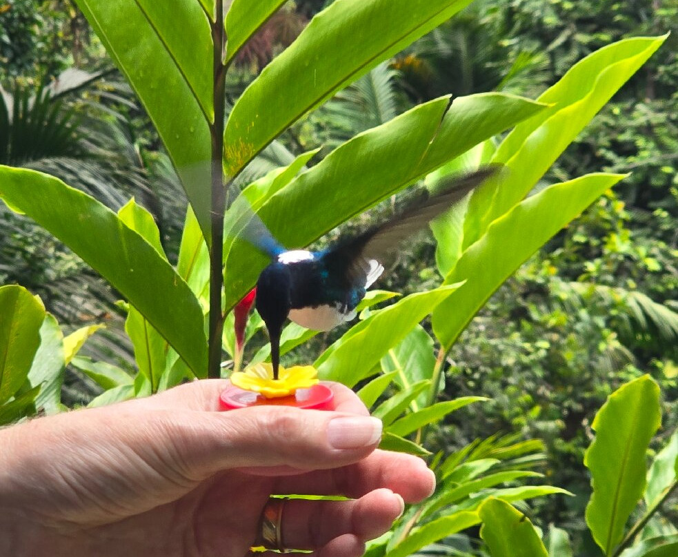 Shurland Nature Park-多巴哥必去景点