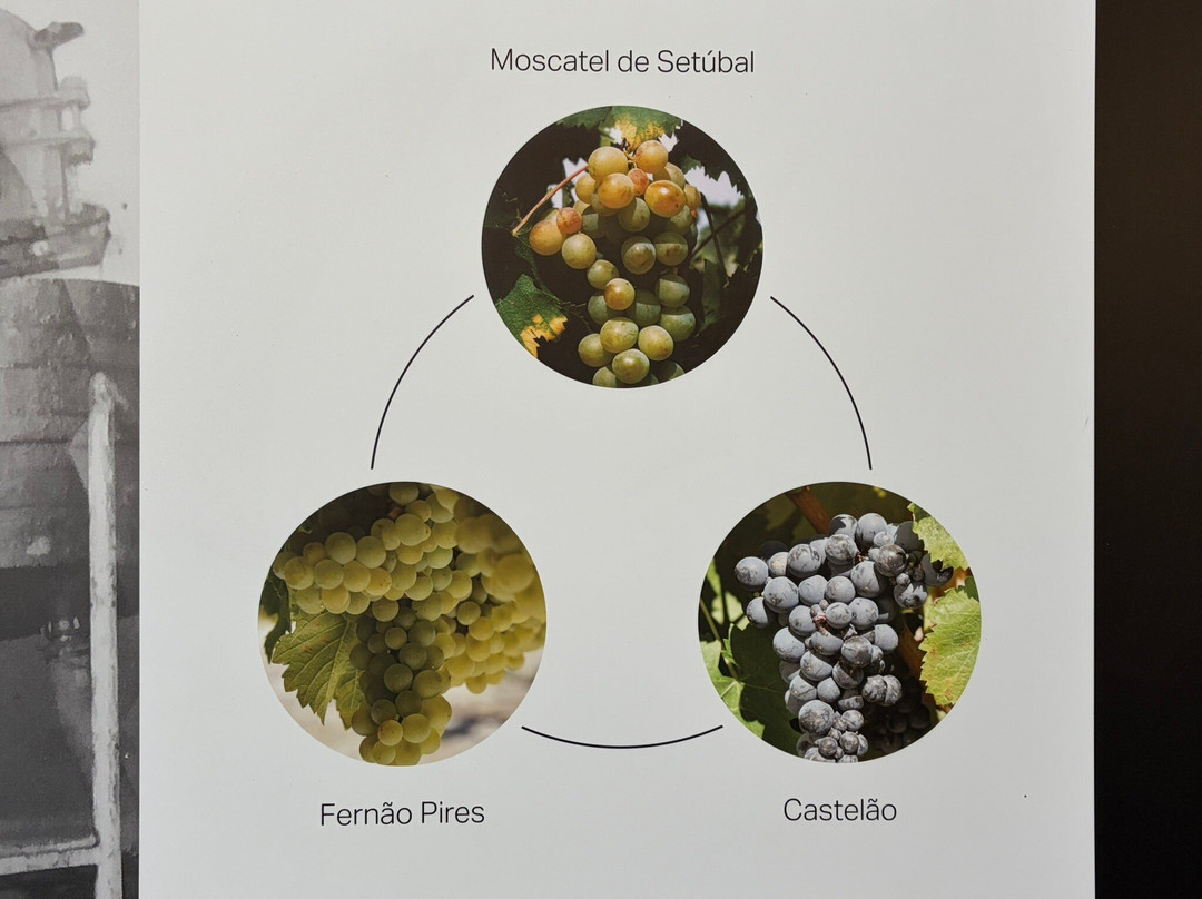 Adega de Palmela-Palmela必去景点