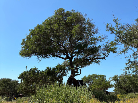 Mogador Horse-Diabat必去景点