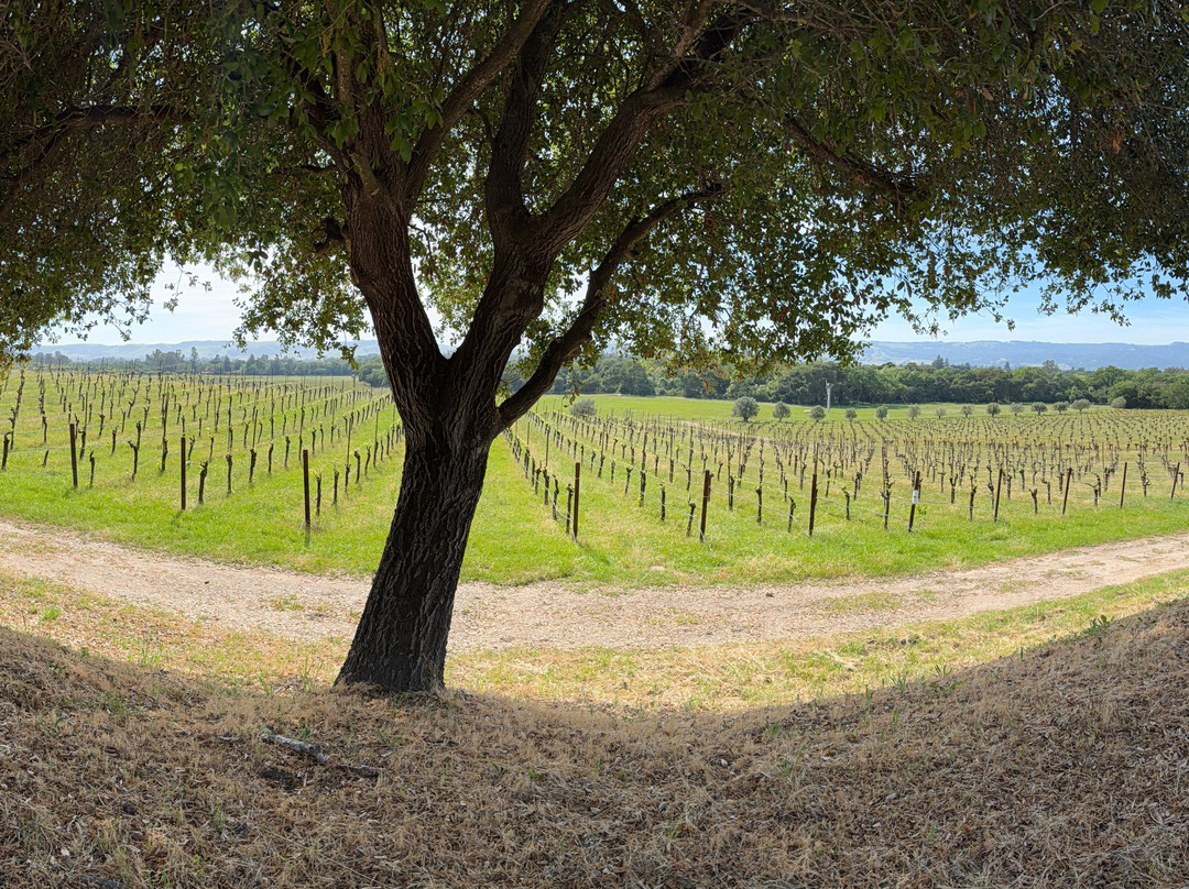 Gundlach Bundschu Winery-索诺玛必去景点