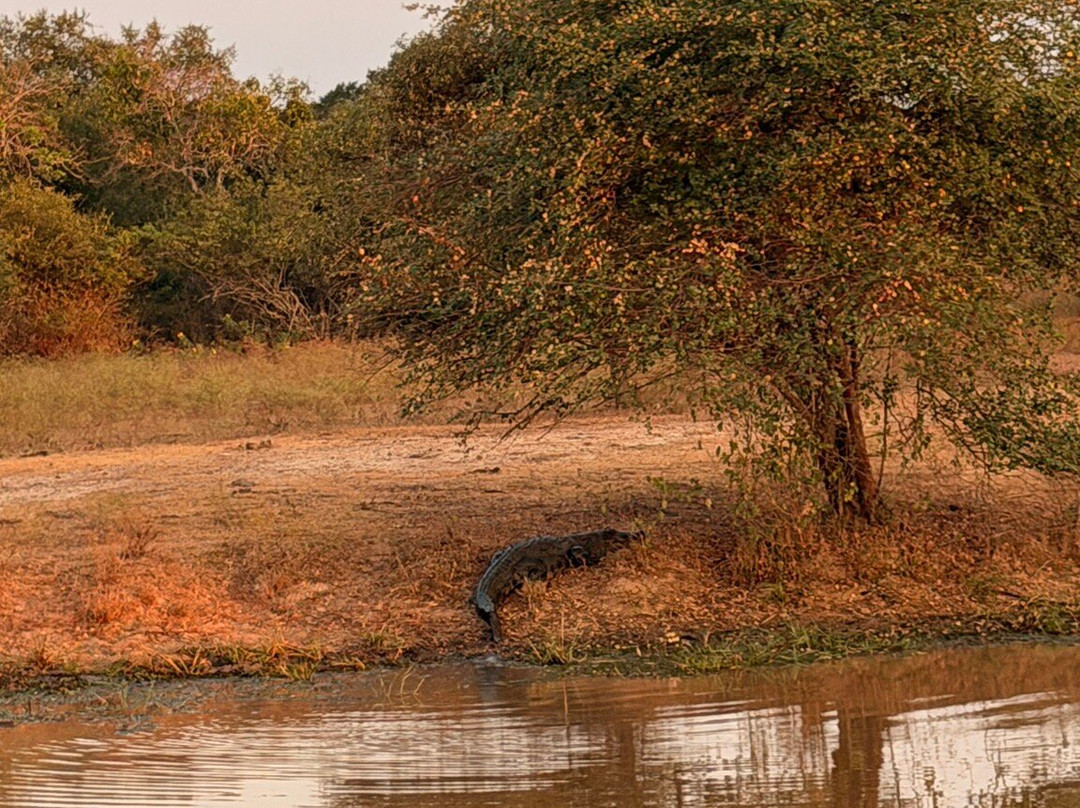 NPA Leopard Safari-蒂瑟默哈拉默必去景点