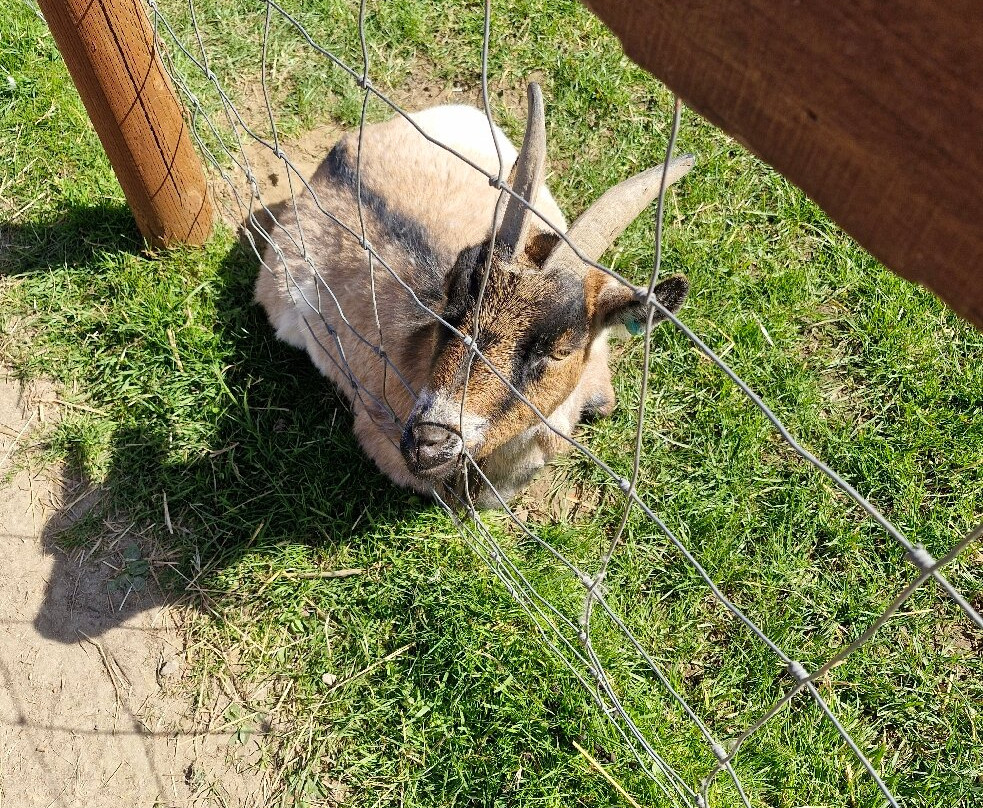 Tiny Steps Petting Farm-Bourne必去景点