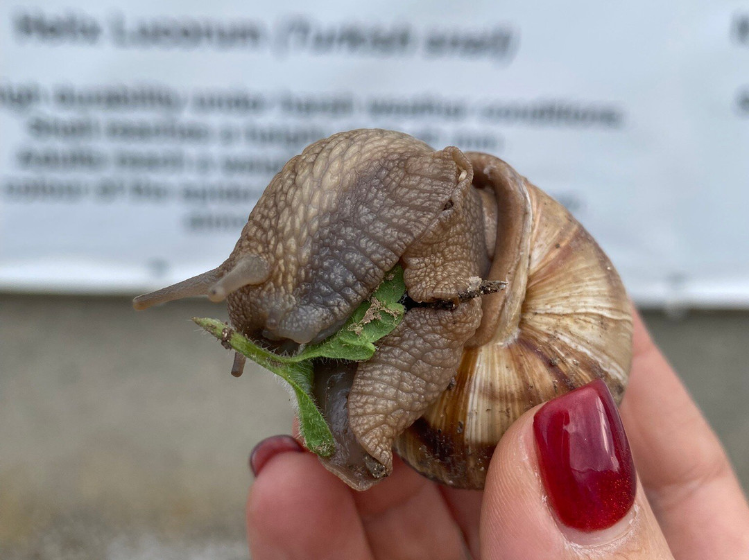 Snail Farm & Restaurant Eco - Telus-Balgarevo必去景点