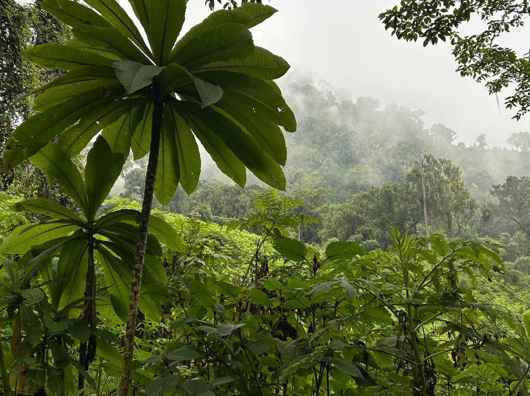 Mt. Elgon Hikes Uganda-Sipi必去景点
