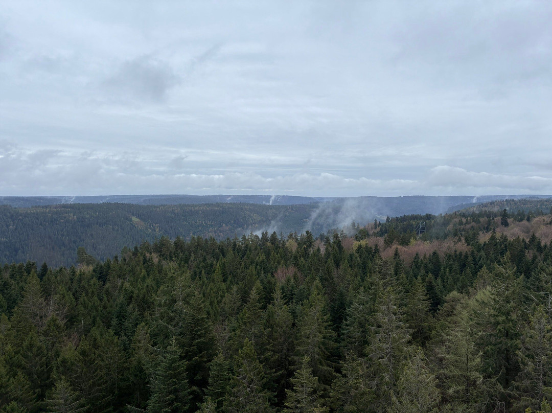 Baumwipfelpfad Schwarzwald-Bad Wildbad必去景点