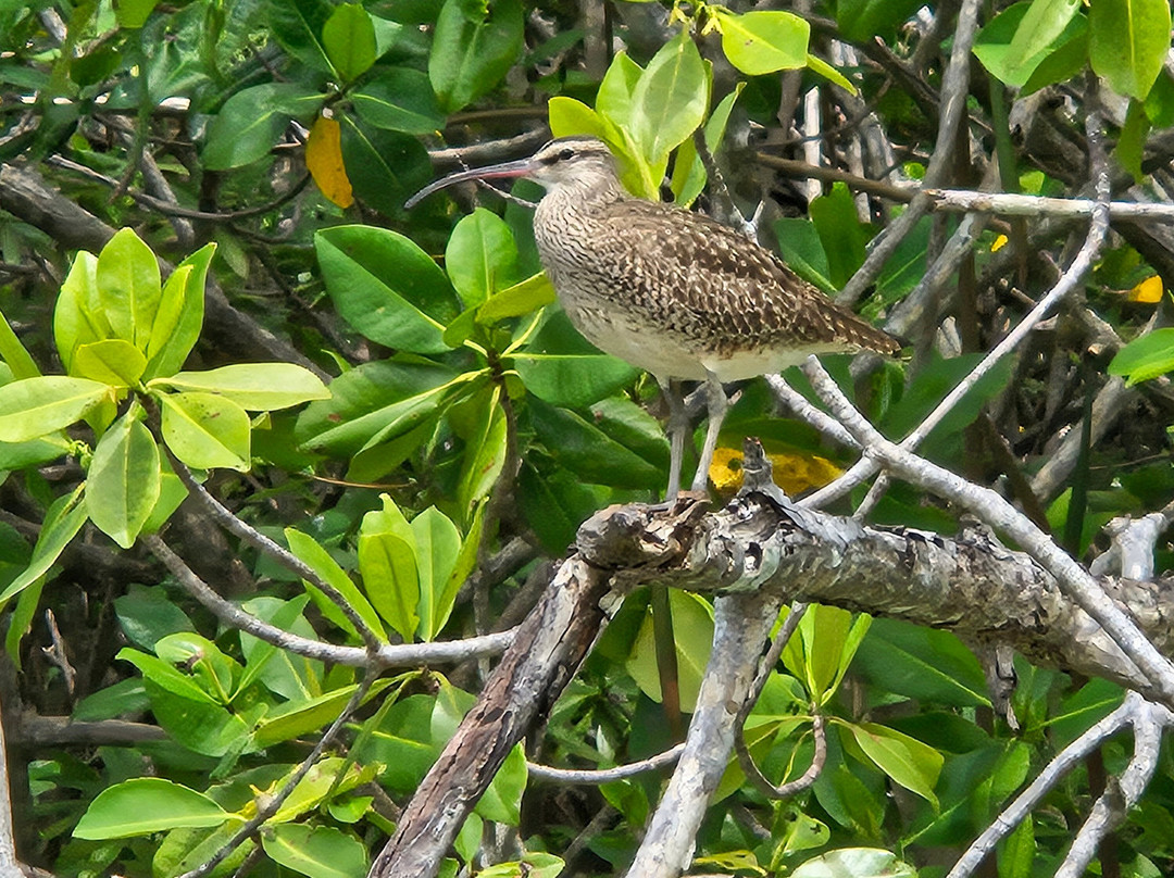 Manuel Antonio Expeditions-哥斯达黎加安东尼奥国家公园必去景点