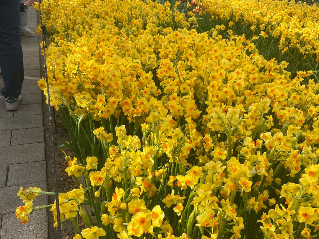 库肯霍夫-利塞必去景点