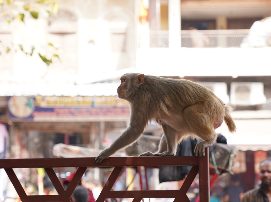 EAZE TOURS-新德里必去景点