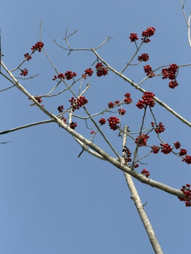南京园博园悦榕庄-旅行者
