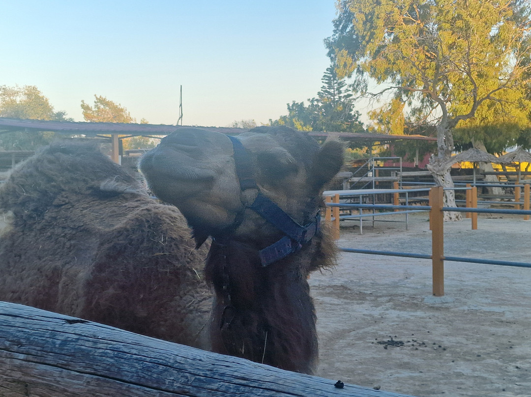 Camel Park-玛佐托斯必去景点