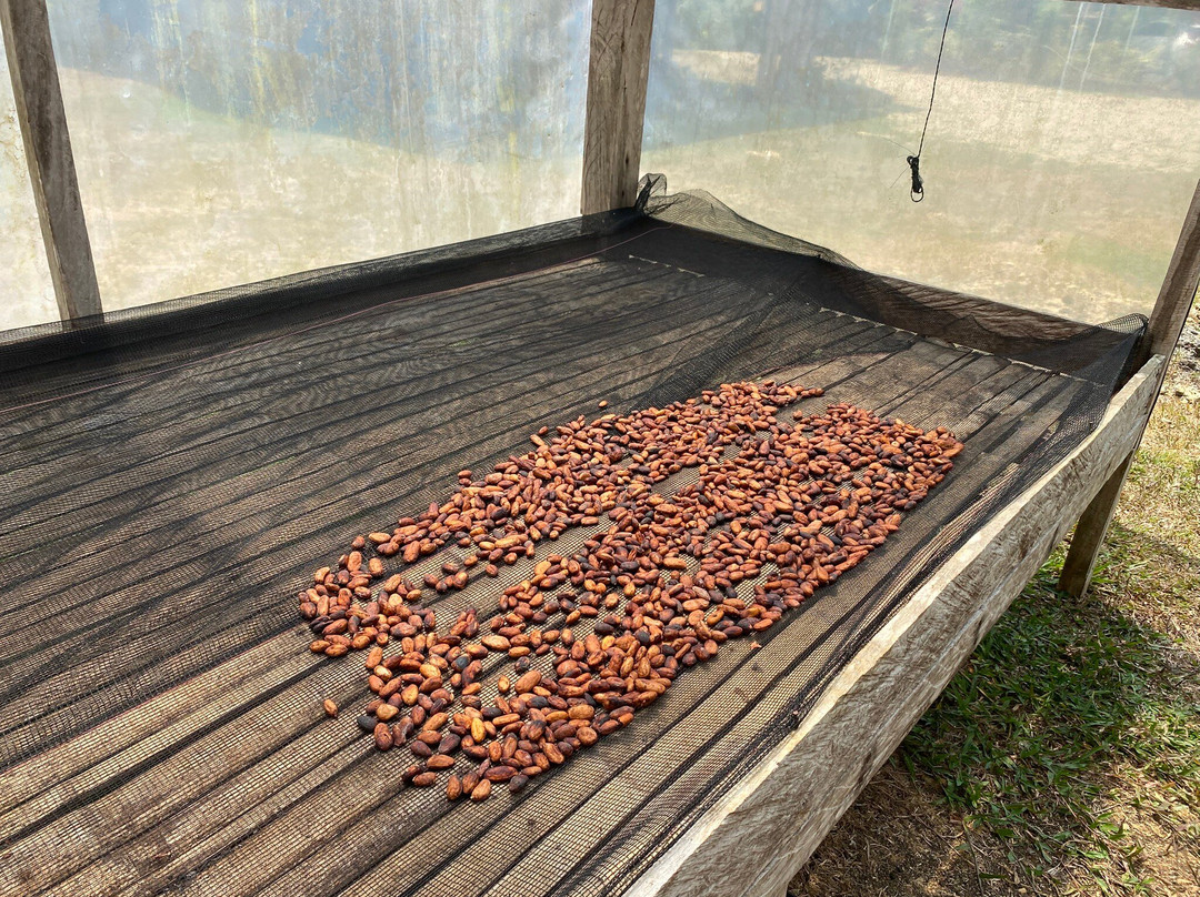 Bohol Chocolate Farm-Sagbayan必去景点