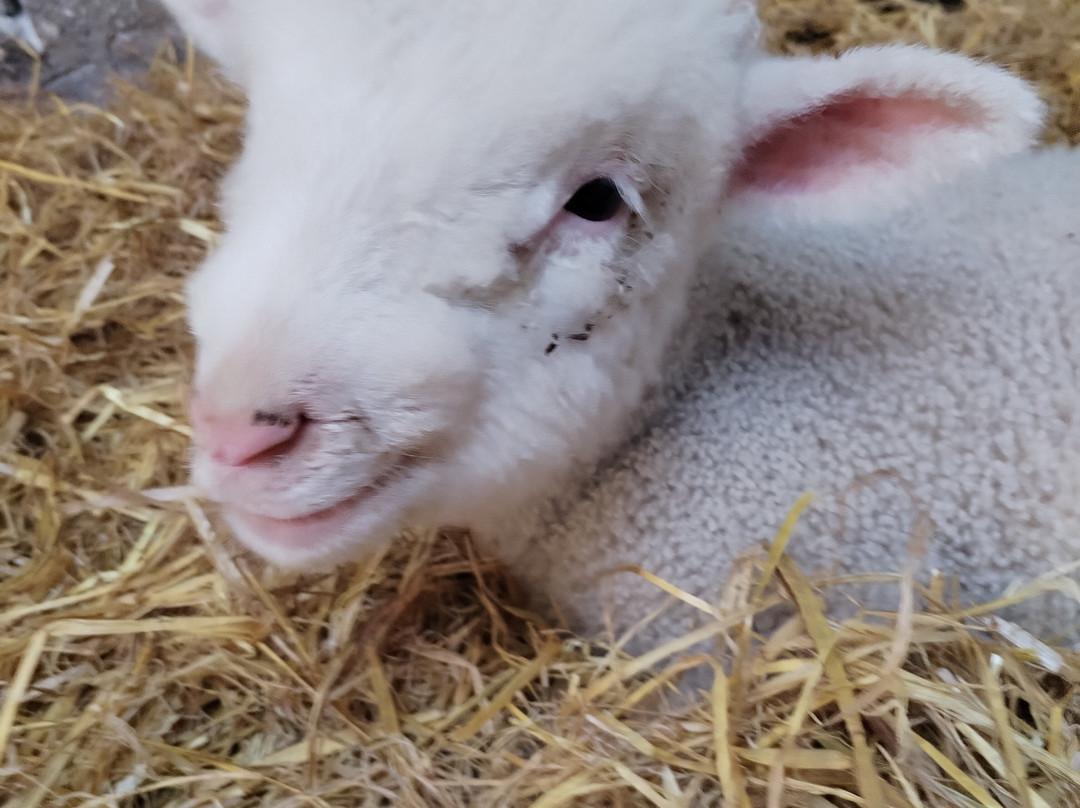Hold A Baby Lamb-Glanfahan必去景点