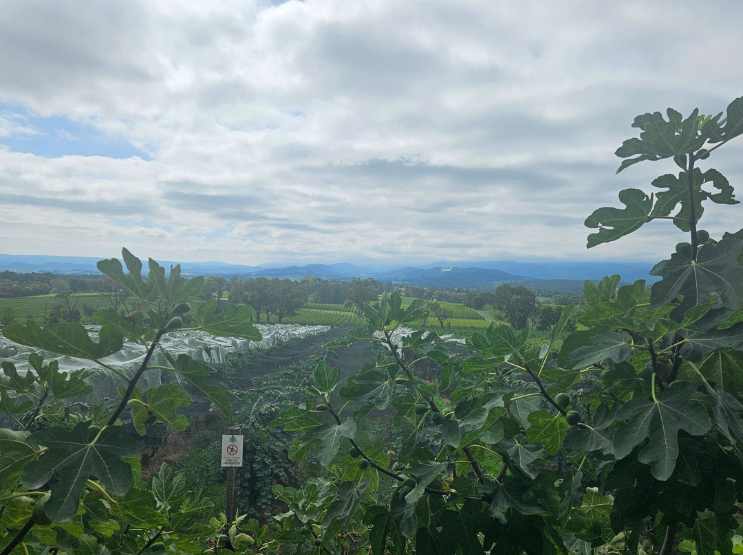 Gauci & Co. Wine Tours-Yarra Junction必去景点