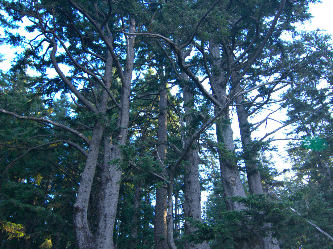 Cape Meares Lighthouse-蒂拉穆克必去景点